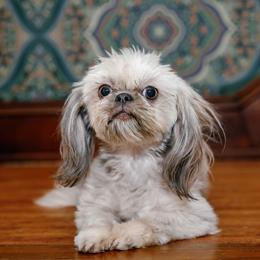 Allegheny - Shih Tzu