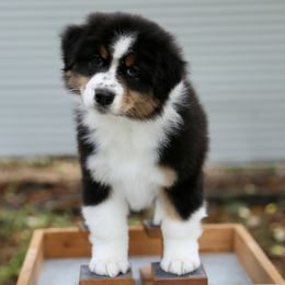 Australian Shepherd Puppies from Mezzo Australian Shepherds