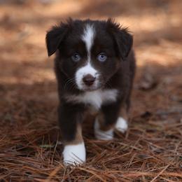 Hitch RTM4 - Red tri male Miniature Australian Shepherd puppy in Nacogdoches, Texas from TK Standard, Mini, & Toy Aussies