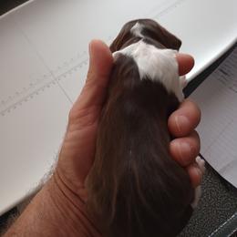 English Springer Spaniel Puppies from IV Springers of California
