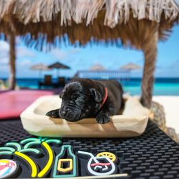 Shirley (Pink Collar) - Black female Labrador Retriever puppy in Green Lake, Wisconsin from Breezy Retrievers