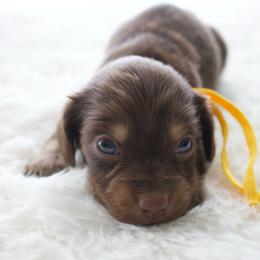 Magnolia - Chocolate and cream female Dachshund puppy in Morrow, Ohio from Courtney’s Colorful Doxies