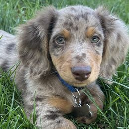 Dachshunds from jennelle johnson