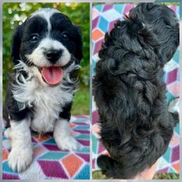 Boy 2 - Black and white male Aussiedoodle puppy in Hillsboro, Illinois from Perfect Paws Puppies