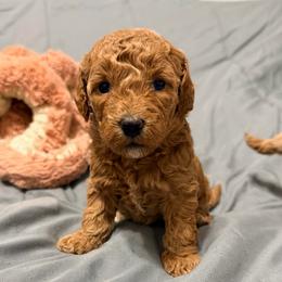 Latte - Red female Maltipoo puppy in Tolono, Illinois from The Golden Rule Doodles