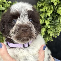 Miniature Schnauzers from Murphree Valley Kennels
