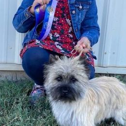 Gina - Cairn Terrier