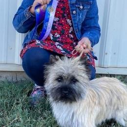 Gina - Cairn Terrier