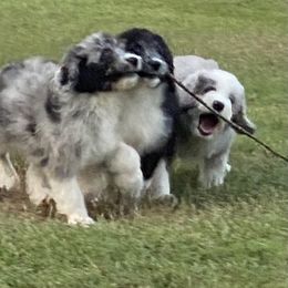 Aussiedoodle, Australian Shepherd, and Toy Australian Shepherd Puppies from Tumblin T Aussies and Aussiedoodles