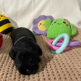 Blue Collar Boy - Black male Miniature Schnauzer puppy in San Diego, California from KMS-Miniature Schnauzers