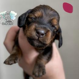 Pink Collar - Red female Dachshund puppy in Cheyenne, Wyoming from Golden Badger Kennels
