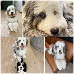 Bernedoodle All Grown Up from Blakely Wolf