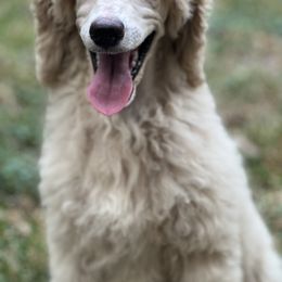 Poodle Puppies from Honeycutt Akc Standard Poodles