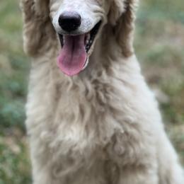 Poodle Puppies from Honeycutt Akc Standard Poodles