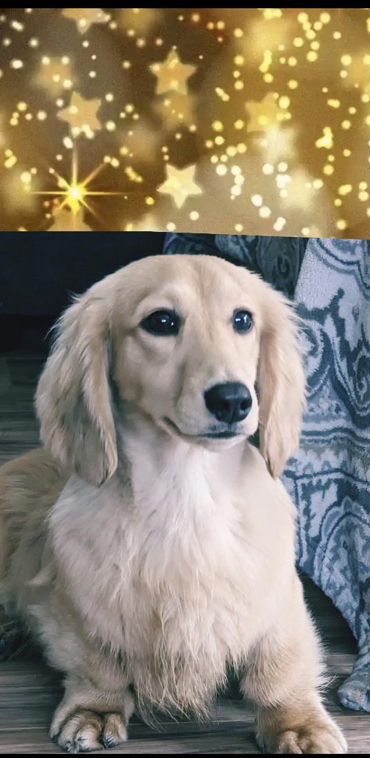 Finn