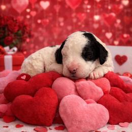 Mint green - Black and white female Sheepadoodle puppy in Inman, South Carolina from Mossy Doodles LLC