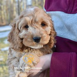 Cockapoo Puppies from Chesley Hill Cockapoos