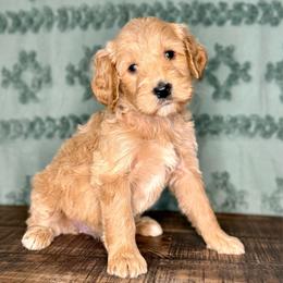 Violet - Apricot female Goldendoodle puppy in Charleston, Arkansas from Lazy S Aussies