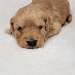 Goldendoodle Puppies from Lake Village Doodles