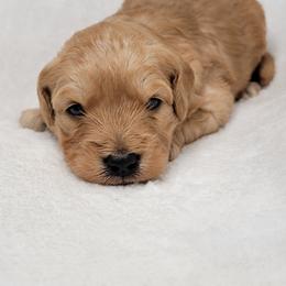 Goldendoodle Puppies from Lake Village Doodles