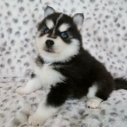 Blue Collar - Black and white male Pomsky puppy in St. Peters, Missouri from Saint Peters Pomskies