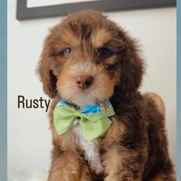 Rusty - Tri-color male Australian Labradoodle puppy in Arden, North Carolina from Kismet Labradoodles