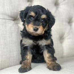 Yellow💛 - Black phantom female Aussiedoodle puppy in Granbury, Texas from Triple Cross Doodles