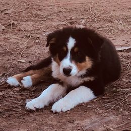 Australian Shepherds from Little Hobo Farms