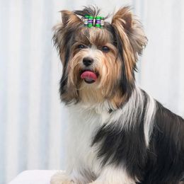 Biewer Terriers from Donday