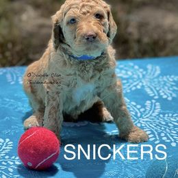 Goldendoodle Puppies from O’Doodle Clan Goldendoodles