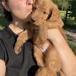 Goldendoodle Puppies from Honeydoodles