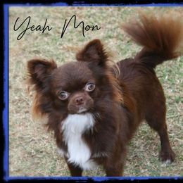 Yeah Mon - Chihuahua