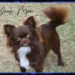 Yeah Mon - Chihuahua