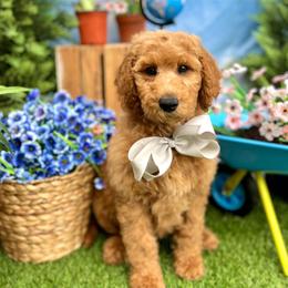 Wimberly's Silver Boy - Apricot male Goldendoodle puppy in Kountze, Texas from Texas Doodles LLC
