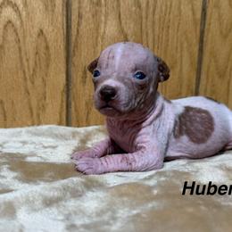 Hubert - White and chocolate male American Hairless Terrier puppy in Buckingham, Illinois from Gaus Hof