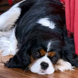 Sophie - Cavalier King Charles Spaniel