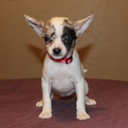 Blue Bell-Merle Pinto Female - Blue merle female Chihuahua puppy in Willamina, Oregon from Cherished Chihuahuas