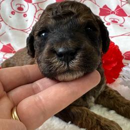 Charlie Brown - Red with tan points - Phantom male Poodle puppy in Canfield, Ohio from Poo's Doo's & Inu's