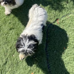 Penelope - Shih Tzu