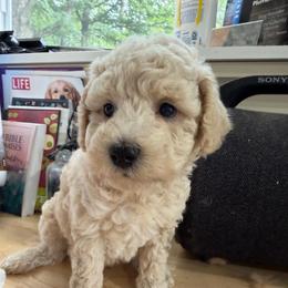 Bell - Cream female Goldendoodle puppy in Cherry Tree, Pennsylvania from Plum Creek Acres Next Generation