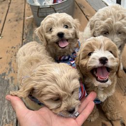 Cockapoo Puppies from East St. Poodles & Doodles