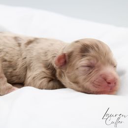 Ron - Chocolate male Havapoo puppy in Hendersonville, North Carolina from Grayfinn House