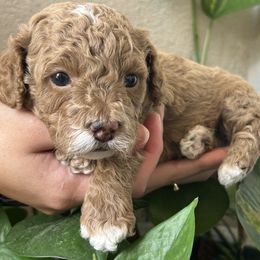 Cockapoo puppies from Cajun Cockapoo’s