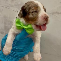 Butterfinger - Chocolate merle male Bernedoodle puppy in Richmond, Texas from Harper’s Heartbeats