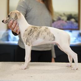 Beau - White and fawn brindle male Whippet puppy in Atlanta, Georgia from Sinaj