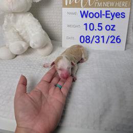 Wool-Eyes - Brown and white male Sheepadoodle puppy in Cornelia, Georgia from Yates Family Farm