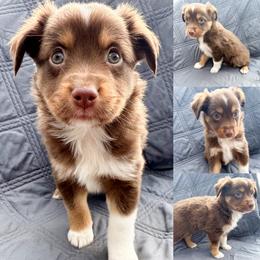 Red tri female 2 - Red tri female Miniature Australian Shepherd puppy in Brooker, Florida from Honey, I Shrunk the Aussies