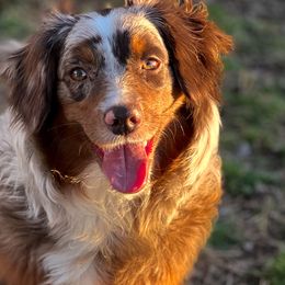 Aussiedoodles, Cavapoos, Goldendoodles, Miniature Australian Shepherds, and Poodles from Copper Lane Aussies, Doodles & Cavapoos
