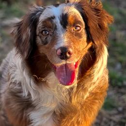 Aussiedoodles, Cavapoos, Goldendoodles, Miniature Australian Shepherds, and Poodles from Copper Lane Aussies, Doodles & Cavapoos