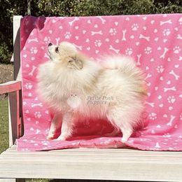 Chanel - Pomeranian